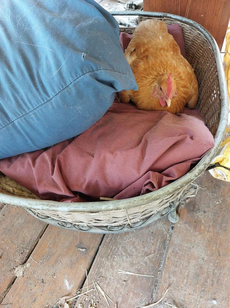 She comes flying out of the chicken coop and runs up the porch steps to personally deliver my egg in the dog bed every morning.