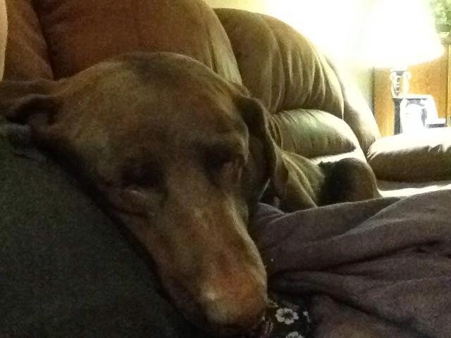 My big suck, laziest dog ever