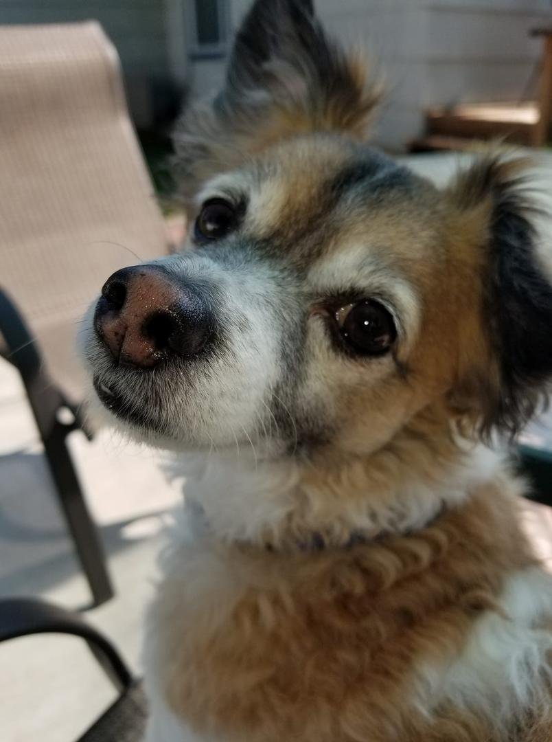 Love my sweet pup, Remi❤