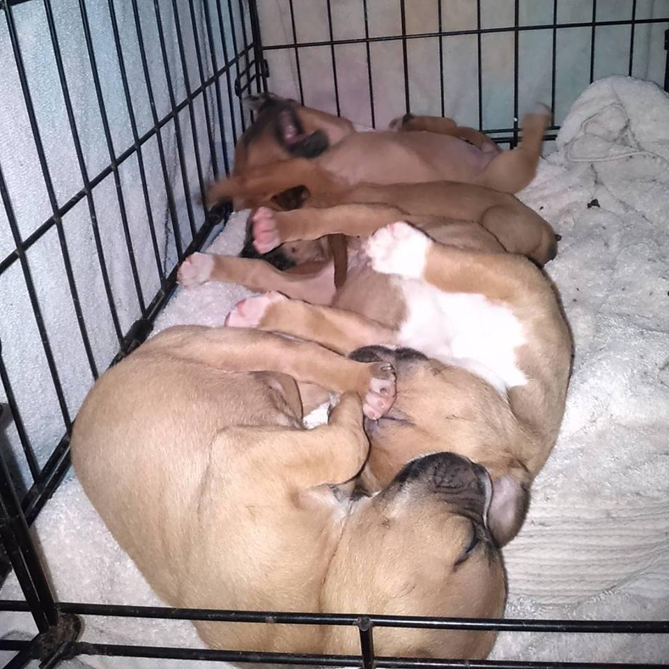 Aren't these guys the cutest lil puppies.     Please give them a chance.  They are in Daleville AL