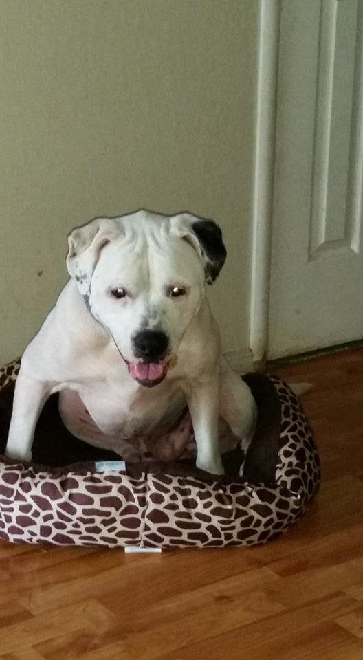 Tyson, our pit that can only see shadow's. Sitting in doggie bed that's too small for him,lol.😃