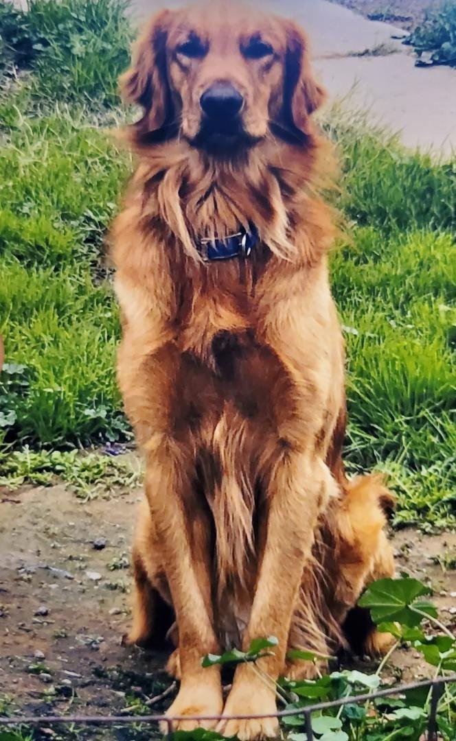 My pup Ruger.
Do you have a furbaby?