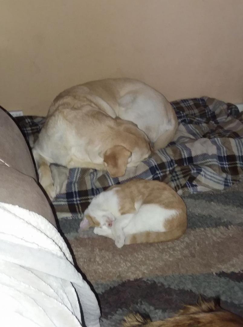Sienna and lighthouse sleeping together ❤❤❤