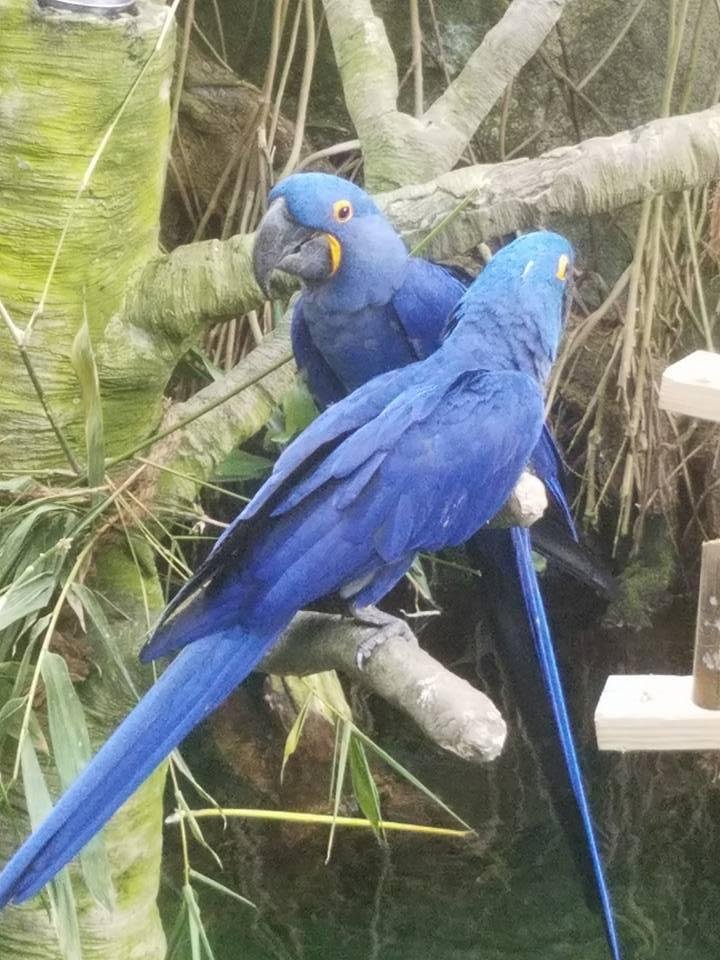 Hyacinth macaws