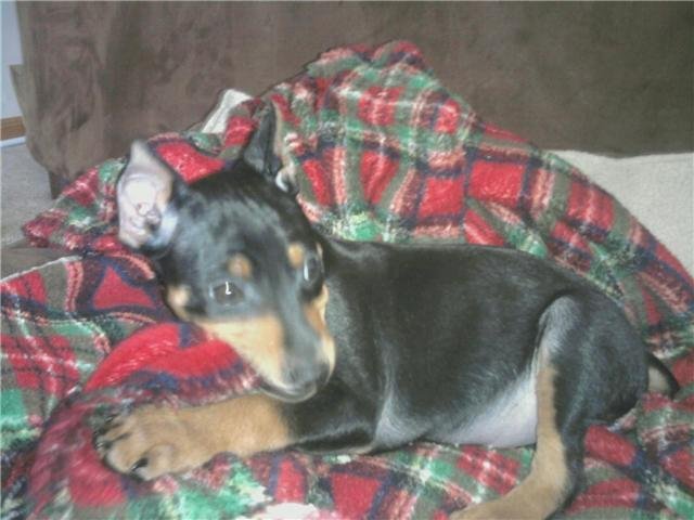 Bruiser's new buddy Harley