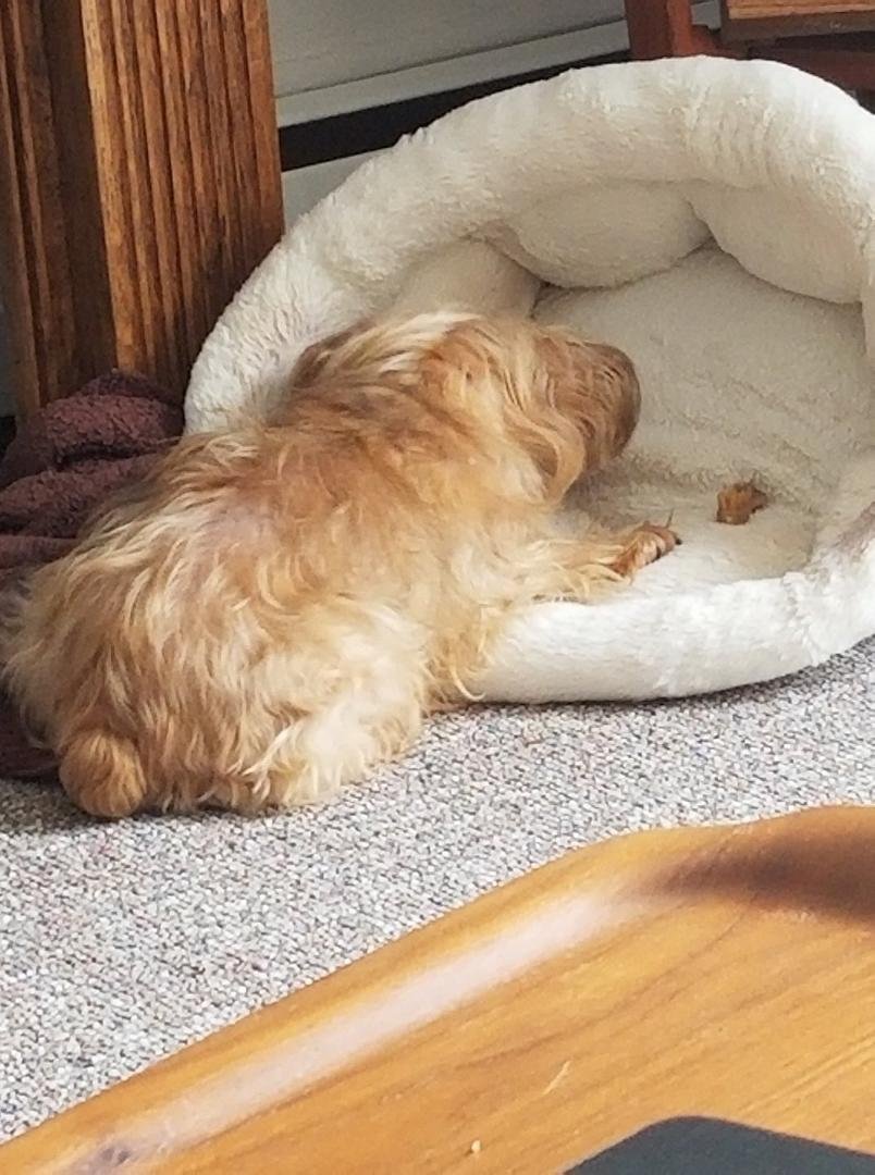 Cookie guarding duty