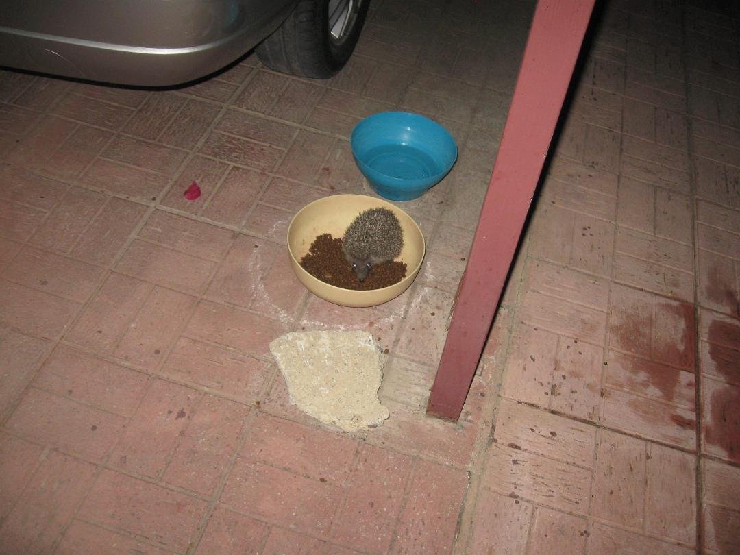 .                                   . a new visitor to our carport....Janet Dickson, take note