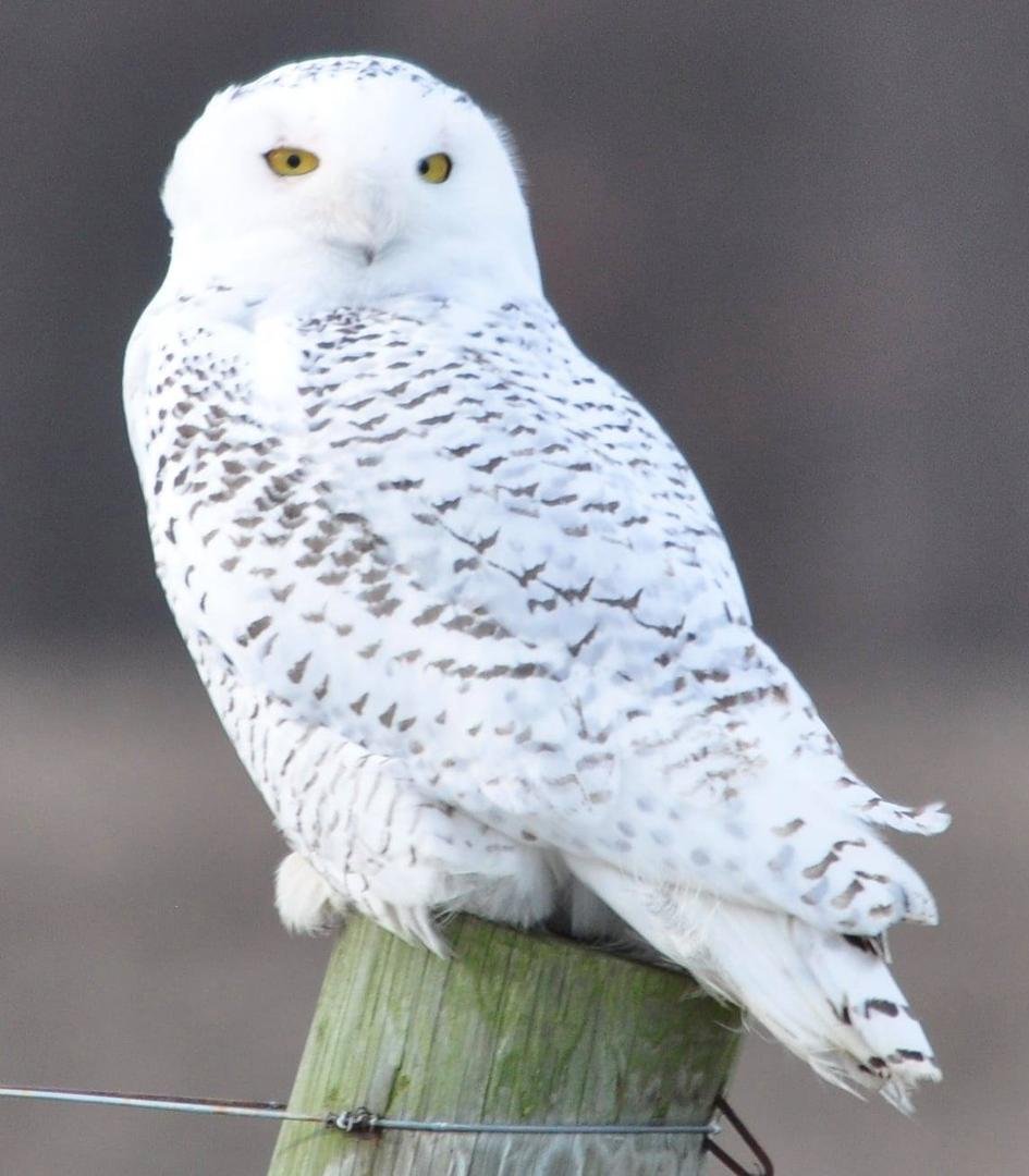 A Snowy Owl from 2012.
Reminds me of a Jethro Tull Song, "Crossed Eyed Mary"! Lol