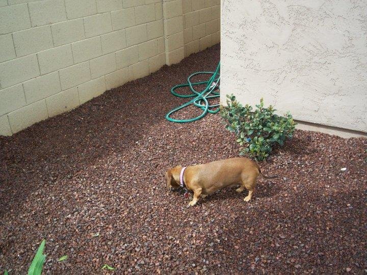 sage on the hunt