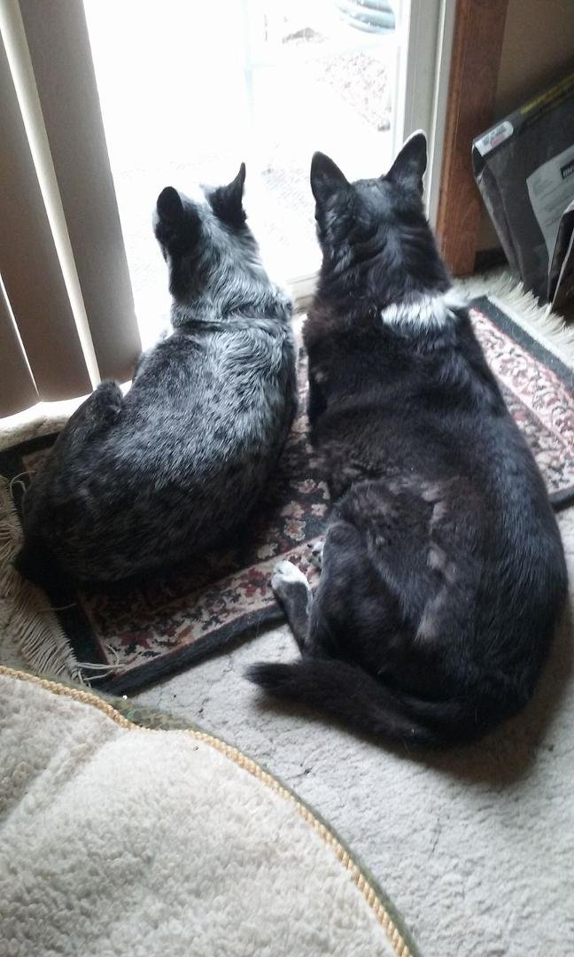 My two best furbabies. They love each other.