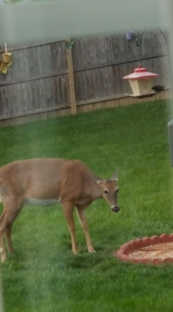 DINNER time at the Phillips house.