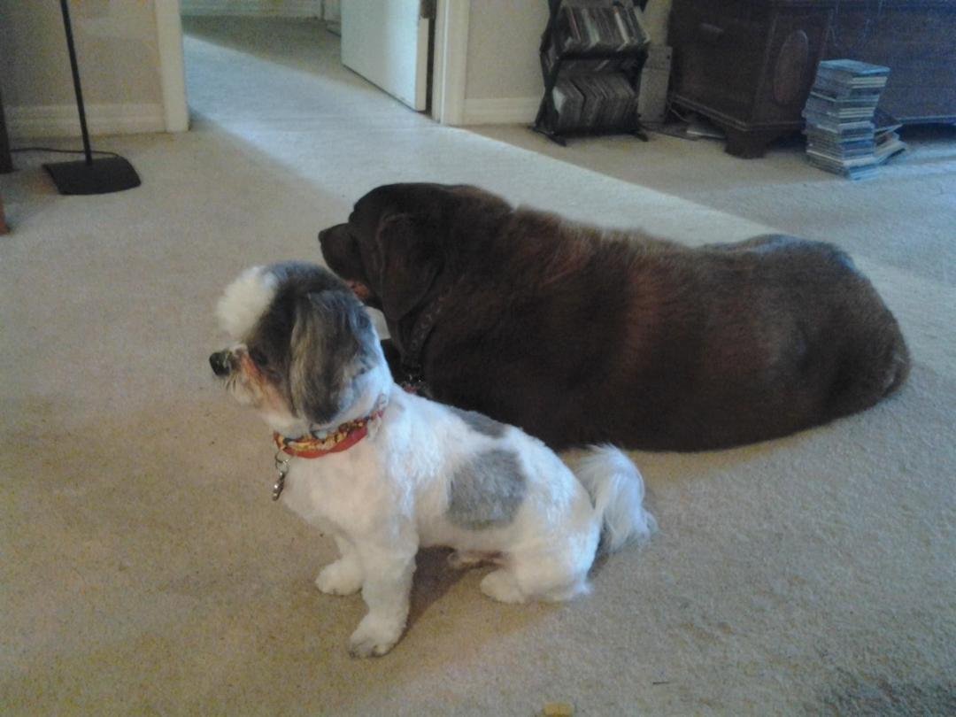 Happy Dogs Day Brownie and Mickey !!!!