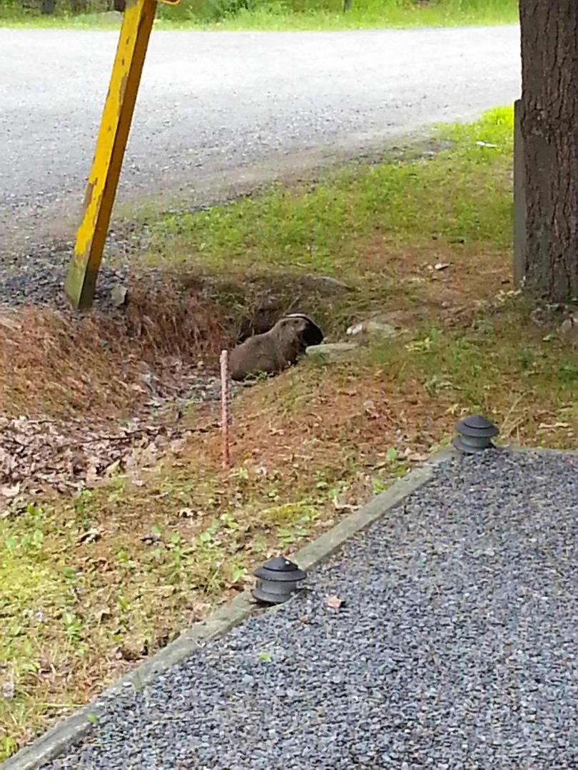 Nice beaver