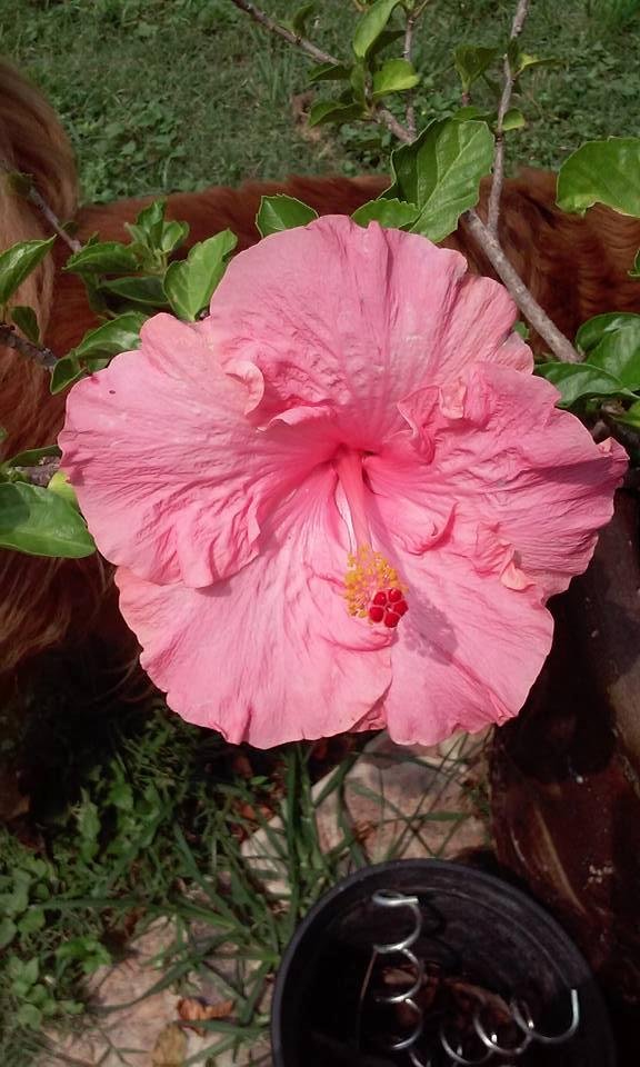 Ruth Biles' album, Mobile Uploads
