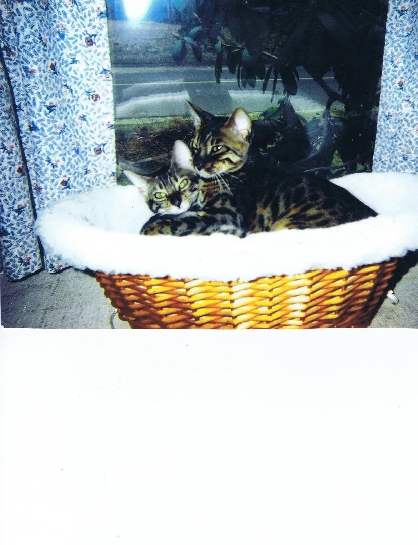 Sharon Kellegrew Iula's album, Mobile Uploads