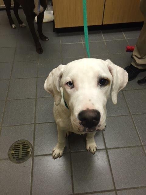 I adopted a puppy this morning. Not sure if you can see it, but left eye is brown and the right eye is white. Not keeping the shelter's name for him...but kinda drawing a blank on a name. Really want someting that ends wi