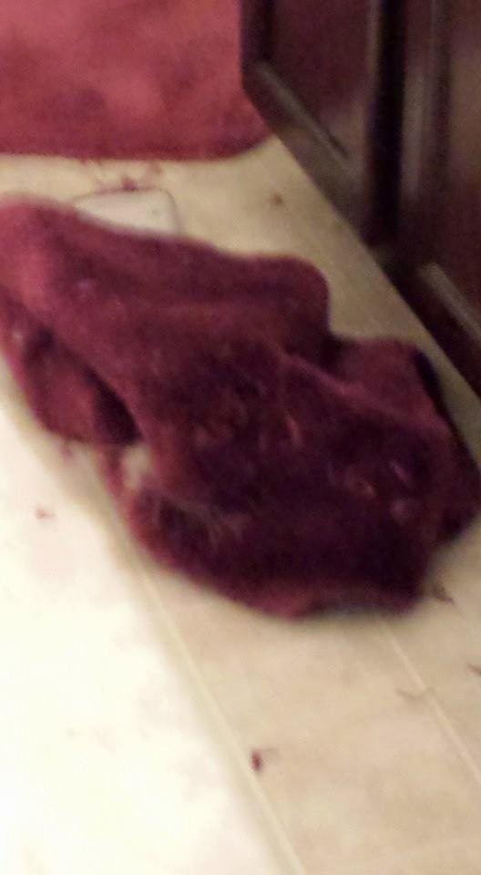 This rug was in front of the bathroom cabinets but she bent the door he kennel so bad that I figure she had to have got thru the door enough to reach the rug. She had the rug wrapped around the door of her kennel and the cl