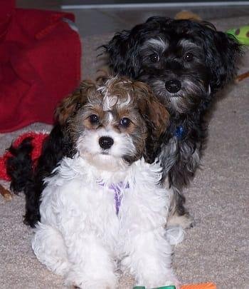 Happy Pupper's Day❤️❤️
Milo and Kailey