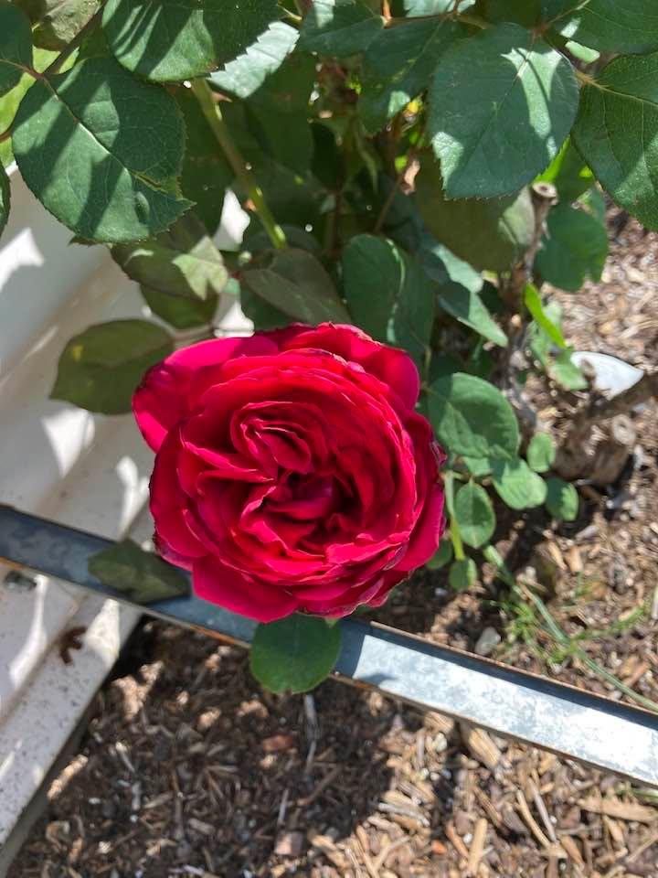 First rose of 2025.