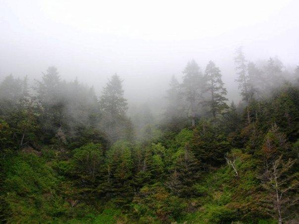 Patsy Crumpacker's album, Oregon Coast - 2009