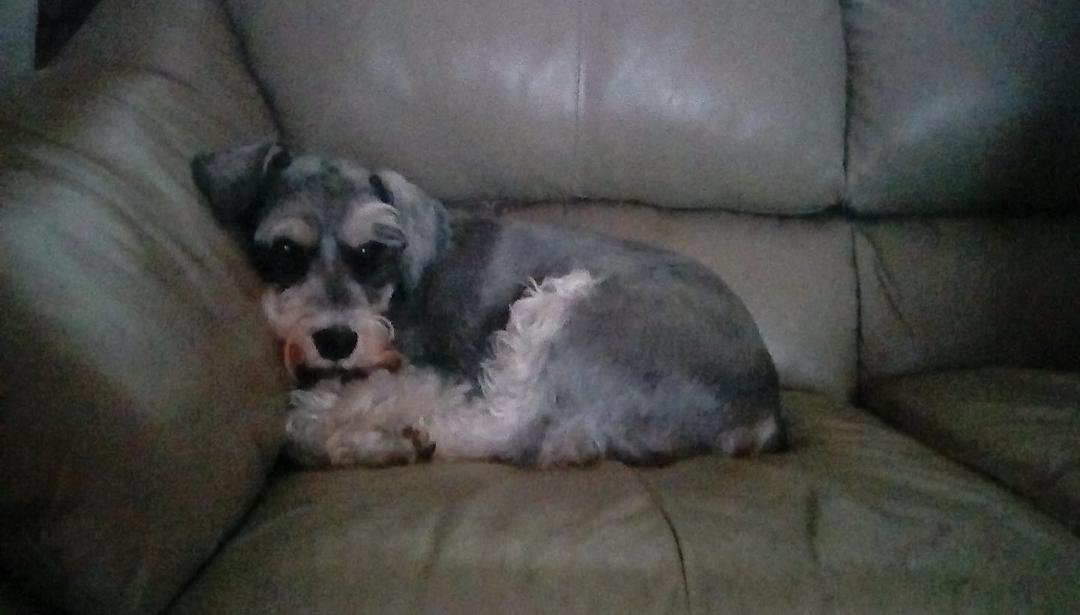 my handsome Ozzie just chillin this morning. 💞