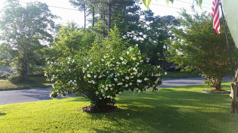 Our gardenia bush is in half bloom and still more buds yet to bloom and the branches are so heavy the branches are falling...it smells wonderful in our front yard