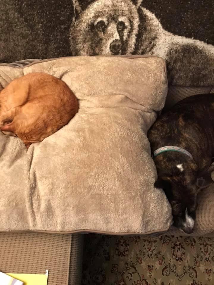The dog is too afraid to move the cat off her new bed 🙀