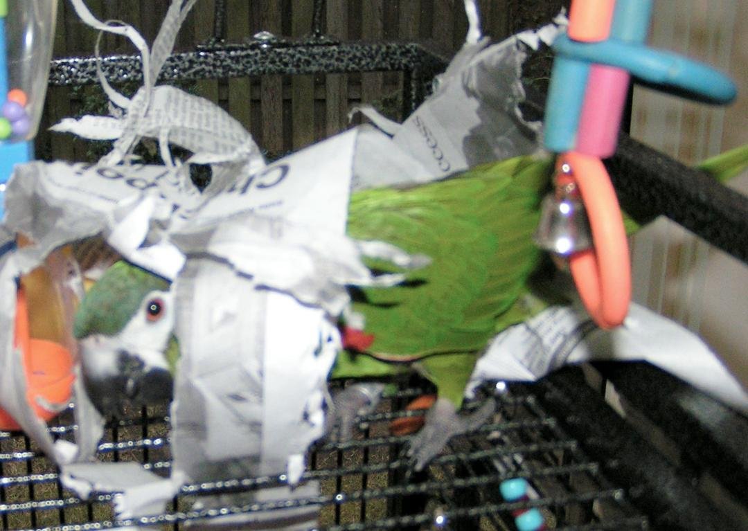 Pickle working on her "nest"
