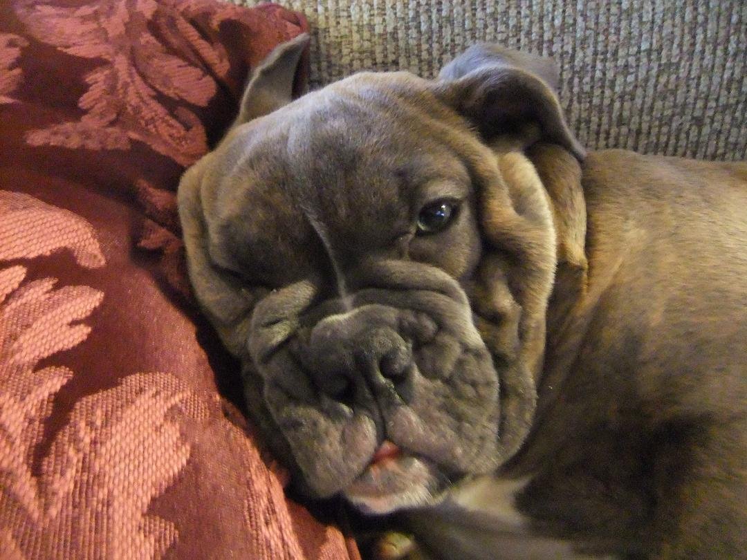 My Olde English Bulldogge, Mora, chased off a Mountain Lion today saving our cat Teddy. The Lion was a yearling and about 2/3 the size of a full grown adult