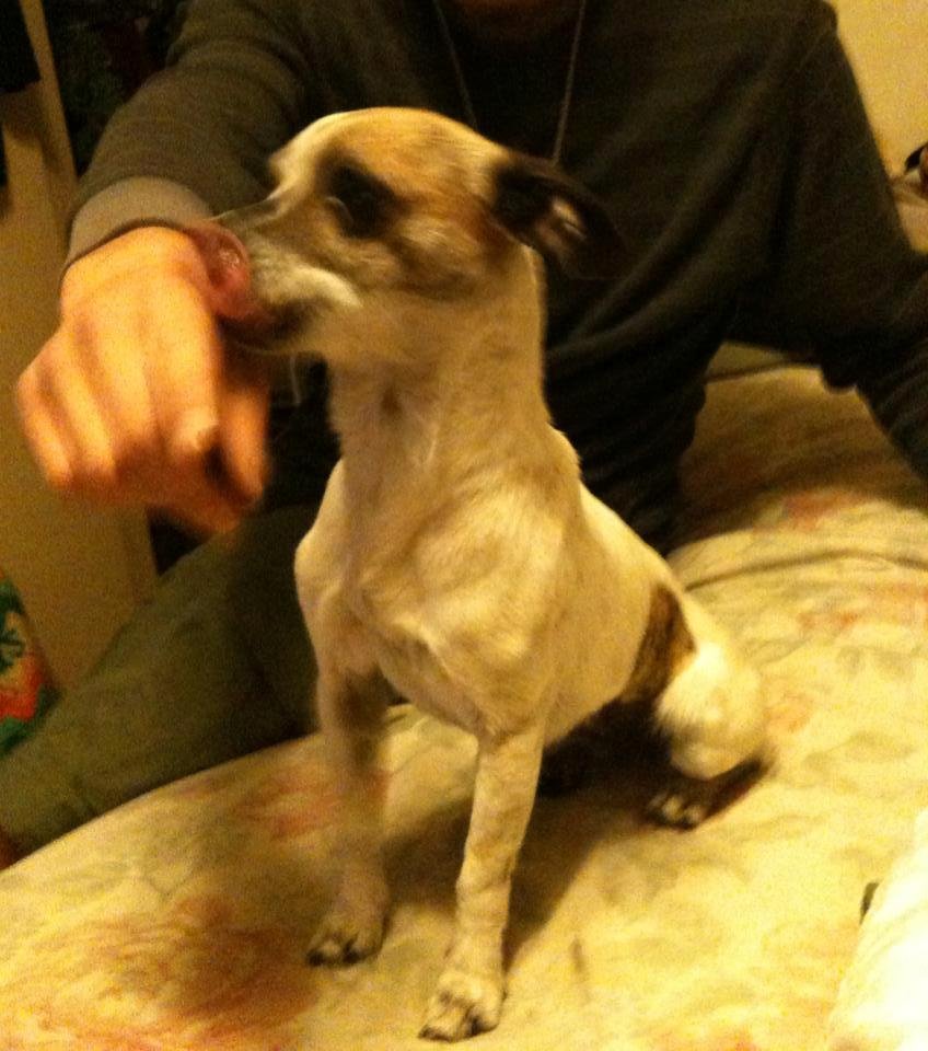 Ound this cute, friendly little dog the other night. She had stitches on her belly. We took her to the pound and had her scanned. Fortunately, she had a chip, so she was able to return home. Such a very lovable dog.