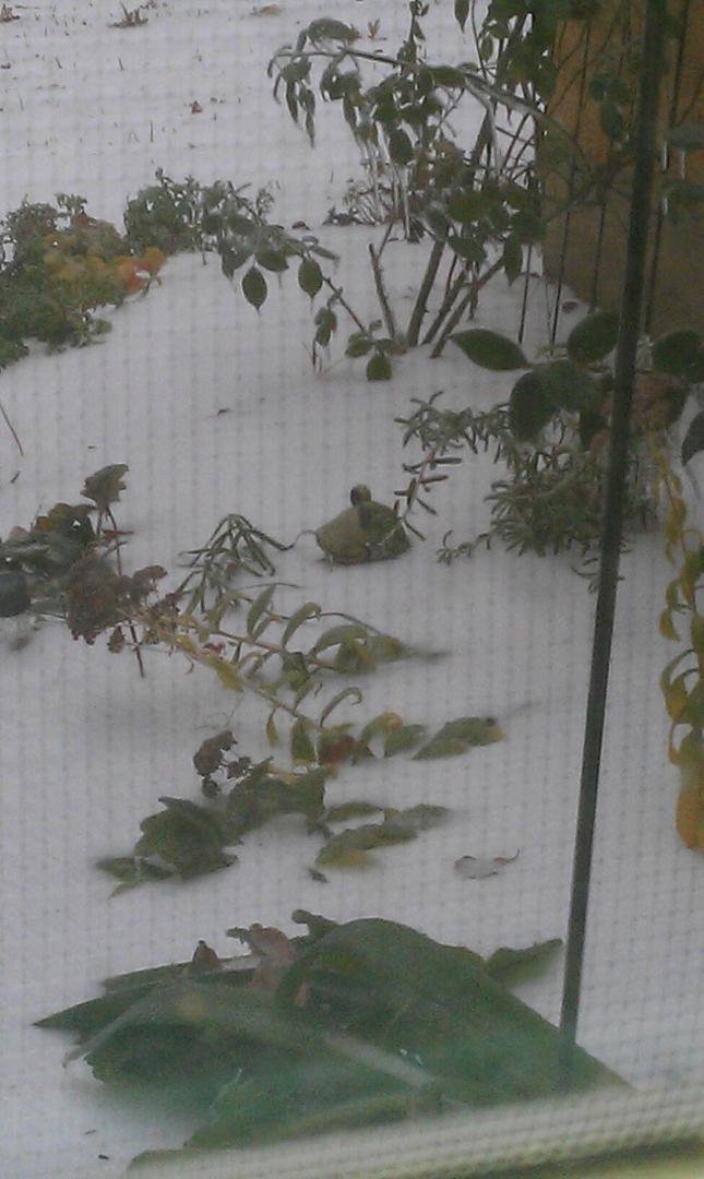 Frozen sleet, only my frogs head sticks above it.