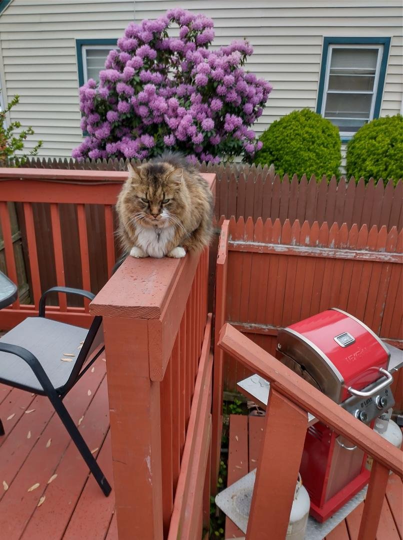 My neighbor has been looking for her beautiful cat he's on my deck right now he's home not my home but close to his home.