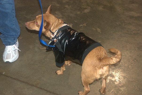 Harley Dog