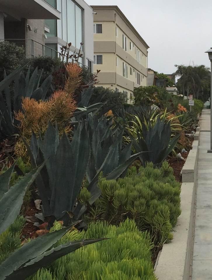 Venice Beach boardwalk garden.