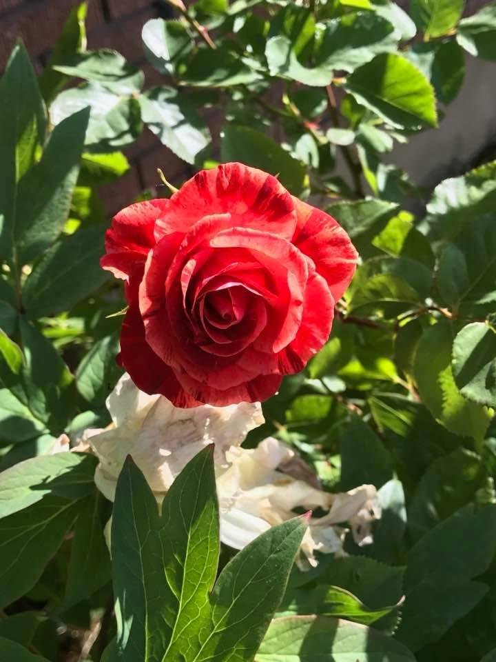 David Elison's album, Timeline Photos