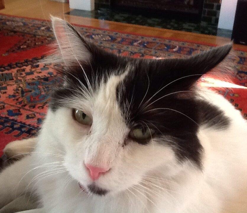 Mr. Hand is so much nicer than our cat Poodie. He sits on my lap and purrs.