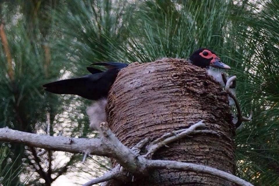 Sandy Deland's album, Mobile Uploads