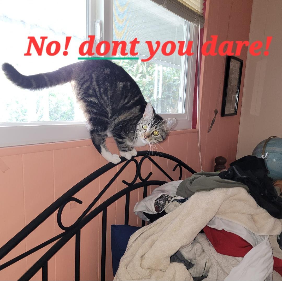 NO!!! Not my clean laundry pile!... I should have let her do it that would have been fun.🤣😂