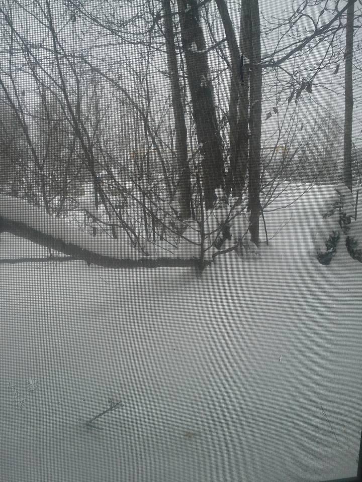 Yesterday there was no snow and then mother nature decided that we didn't have enough this year and it's still snowing.