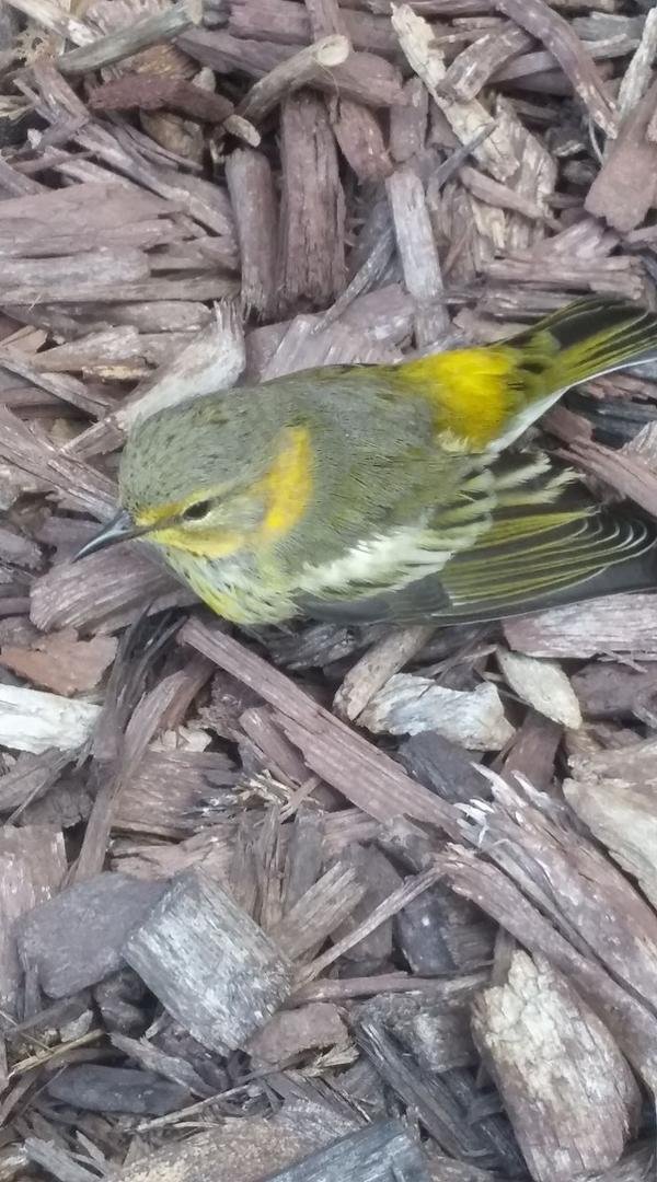 A finch flew into our front window. I had to wake him up,he was stunned silly.