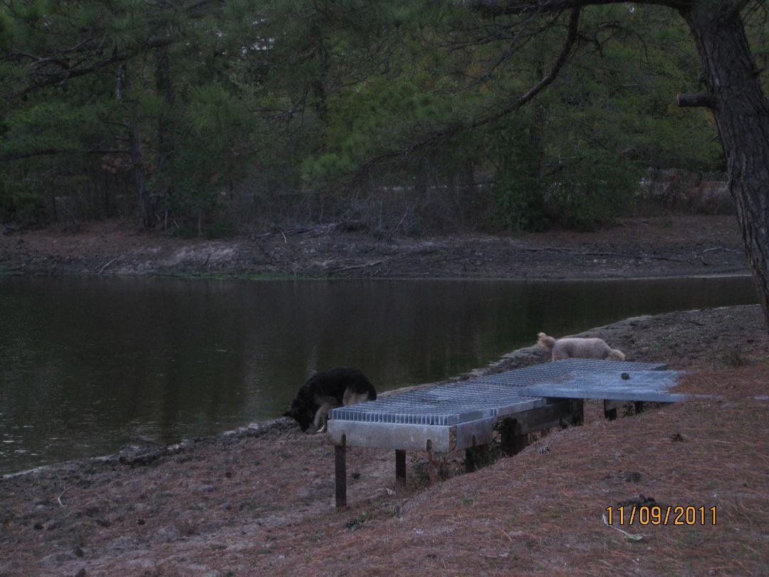 The Big Pond at the ranch really suffered in the drought the past couple of years. It has recovered, but many trees (mostly oak and some pine) didn't make it