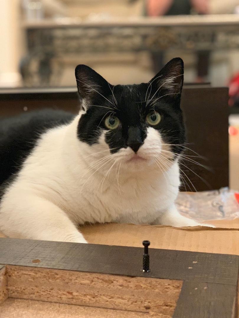 Our best photo of our darling Ash Cat, by Jennifer Monahogios.