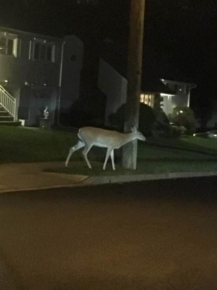 Just out for an evening stroll. 😀