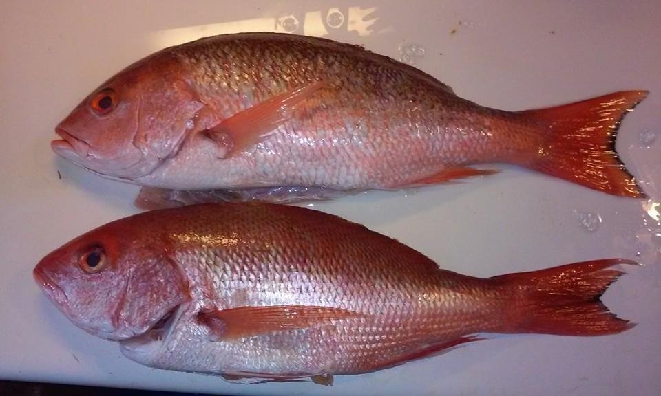 went fishing today at costco caught couple pretty red snappers, fixin on the barbee tonite.