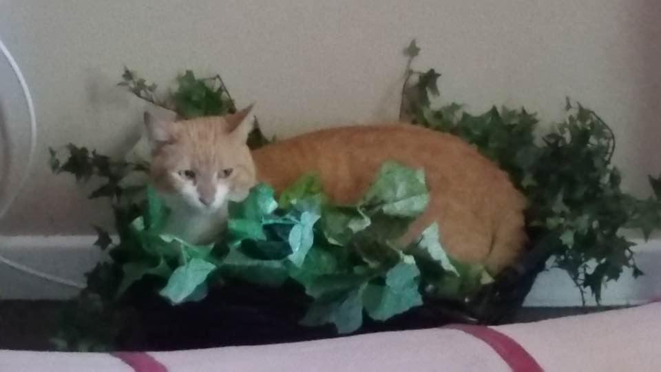 This is our Isabeau she is 6 years old.