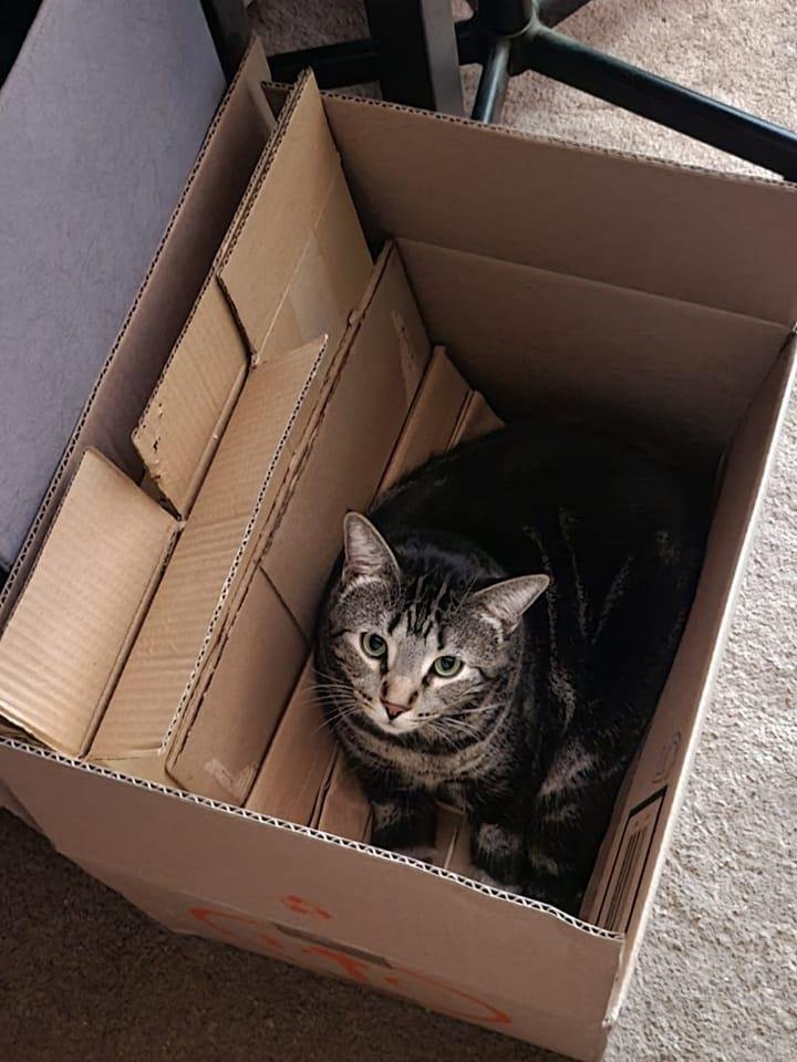 Just a cat in a box😊