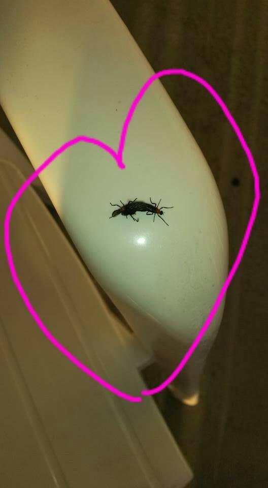Love Bugs every where