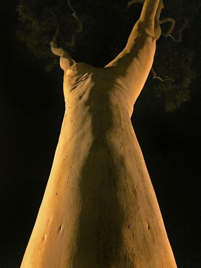 At the Carpenter Center to see MOMIX. Found this mighty tree goddess guarding the parking lot.