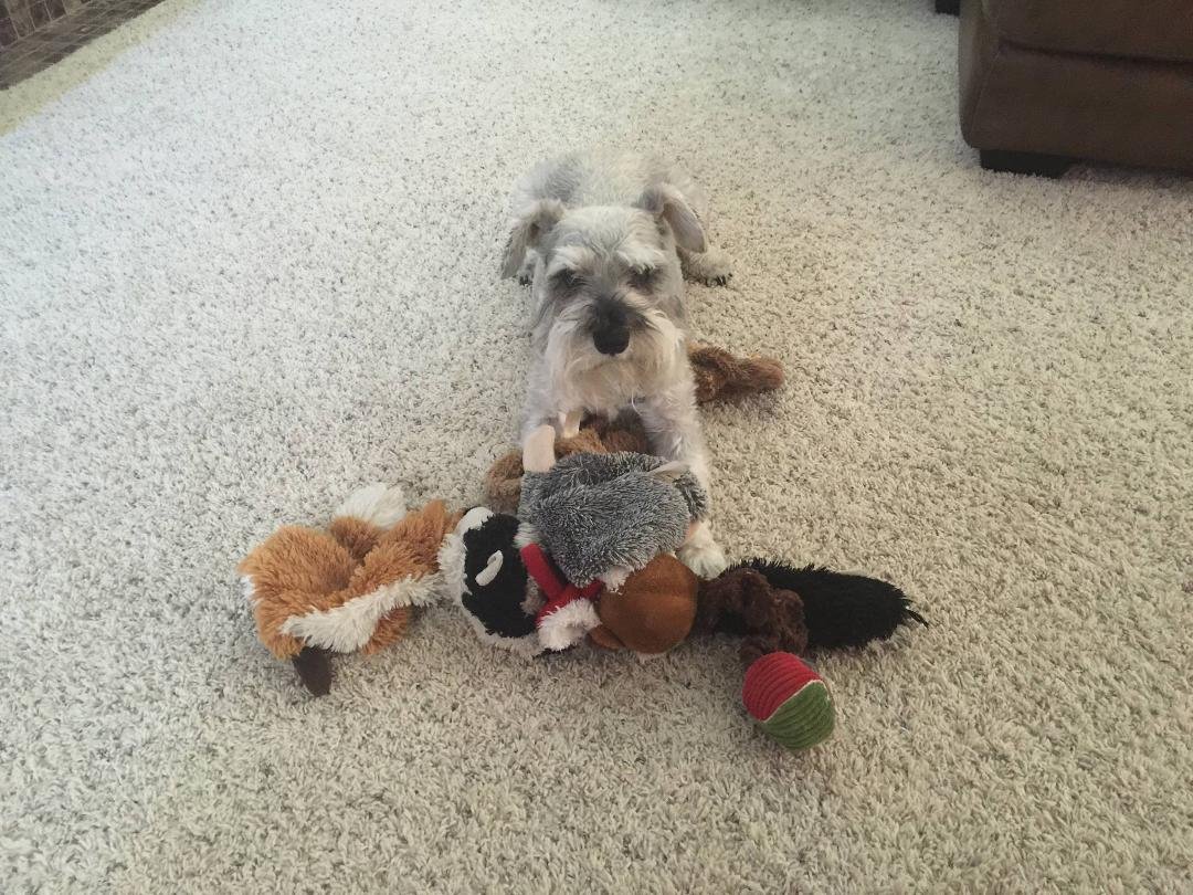 Staci Marcus How does Link always know when I want to put his toys away??!!