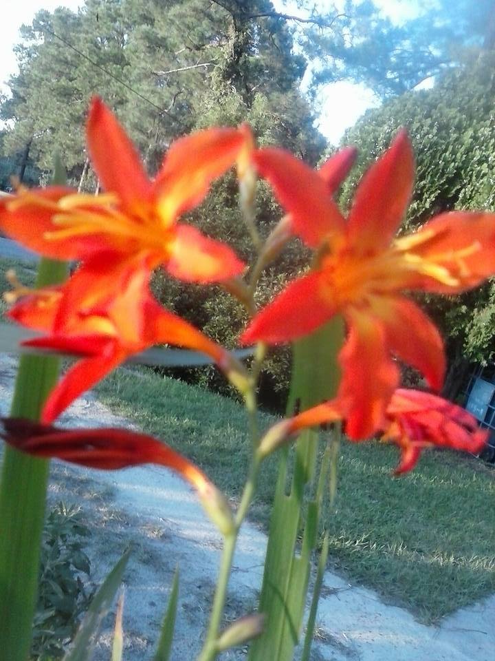 Debra Gray's album, Mobile Uploads